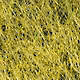 Lt. Yellow