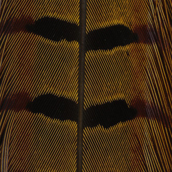 Hareline Ringneck Pheasant Tail Feathers