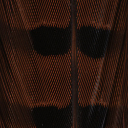 Hareline Ringneck Pheasant Tail Feathers