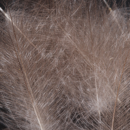 FFGene CDC Feathers Natural Colors Selected One by One