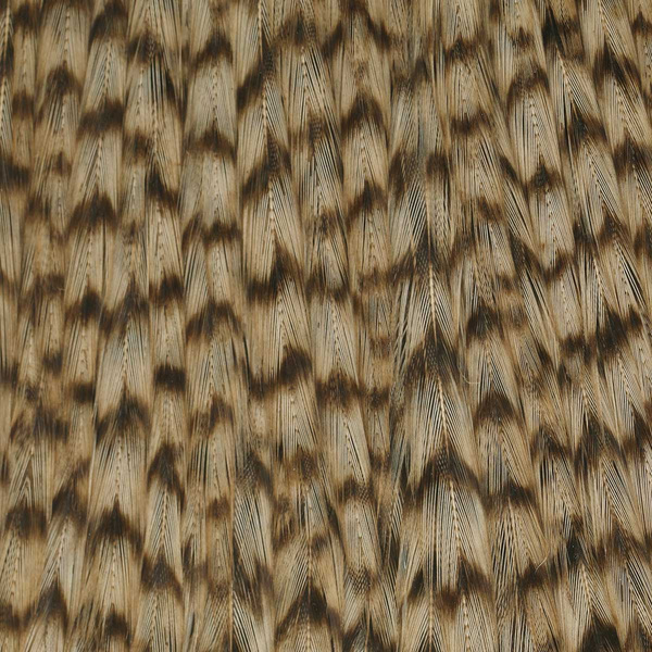 Ewing Grizzly Whole Capes