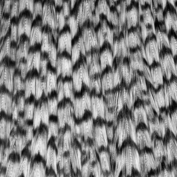 Ewing Grizzly Whole Capes