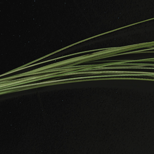 Hareline Quill Body